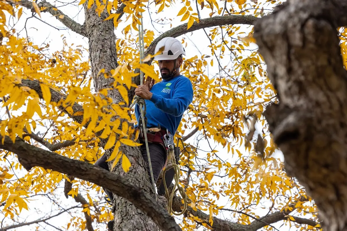 Skilled Tree Trimming crew working in Lehigh